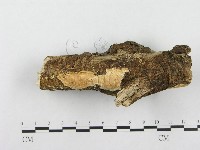 登錄號:F0001331藏品圖，第3張