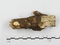 登錄號:F0001331藏品圖，第4張