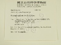 松生擬層孔菌藏品圖，第2張