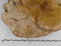 松生擬層孔菌藏品圖，第1張