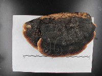 松生擬層孔菌藏品圖，第4張