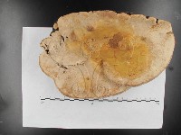 松生擬層孔菌藏品圖，第5張