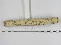 登錄號:F0001338藏品圖，第1張