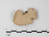 相鄰小孔菌藏品圖，第3張