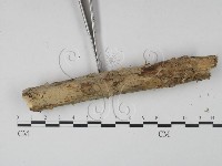 登錄號:F0001341藏品圖，第5張