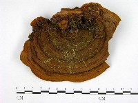 登錄號:F0001343藏品圖，第1張