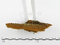 登錄號:F0001343藏品圖，第5張