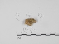 登錄號:F0001344藏品圖，第3張