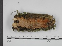 登錄號:F0001348藏品圖，第1張