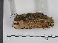 登錄號:F0001348藏品圖，第3張