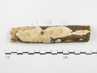 登錄號:F0001354藏品圖，第1張