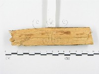 登錄號:F0001354藏品圖，第4張