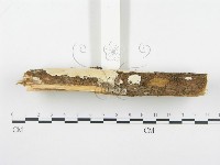 登錄號:F0001354藏品圖，第5張