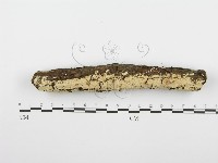 齒耳菌屬藏品圖，第3張