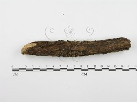 齒耳菌屬藏品圖，第4張