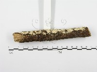 齒耳菌屬藏品圖，第5張