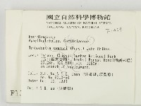 冇骨消絲齒菌藏品圖，第2張