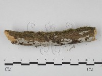 登錄號:F0001363藏品圖，第4張