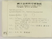 刺革菌屬藏品圖，第2張