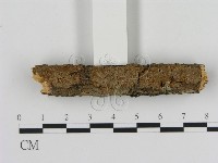 刺革菌屬藏品圖，第1張