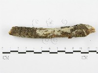登錄號:F0001365藏品圖，第1張