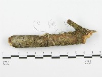登錄號:F0001365藏品圖，第5張