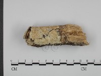 粗糙孢菌屬藏品圖，第1張