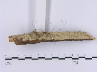 登錄號:F0001369藏品圖，第5張