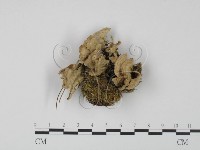登錄號:F0001370藏品圖，第1張
