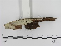 登錄號:F0001371藏品圖，第1張