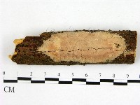 登錄號:F0001375藏品圖，第1張