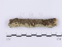 登錄號:F0001381藏品圖，第1張