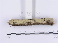 登錄號:F0001381藏品圖，第3張