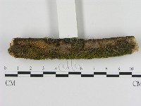 刺革菌屬藏品圖，第1張