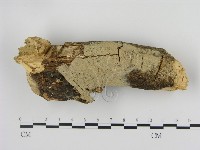 剛毛絲皮菌藏品圖，第1張