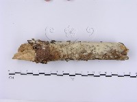 登錄號:F0001392藏品圖，第1張
