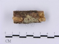 登錄號:F0001399藏品圖，第1張
