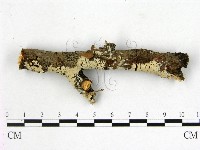 登錄號:F0001400藏品圖，第1張