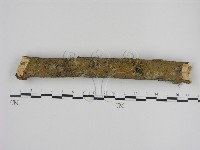 刺革菌屬藏品圖，第1張