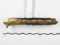 登錄號:F0001403藏品圖，第1張
