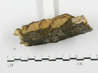 登錄號:F0001405藏品圖，第5張