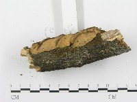登錄號:F0001405藏品圖，第6張