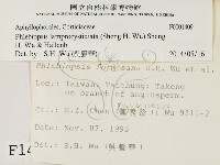 燈籠囊擬射脈菌藏品圖，第2張