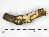 燈籠囊擬射脈菌藏品圖，第1張