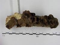刺革菌屬藏品圖，第1張