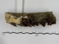 刺革菌屬藏品圖，第3張