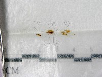 登錄號:F0001416藏品圖，第1張