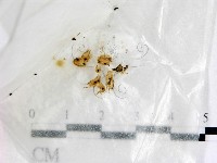 登錄號:F0001417藏品圖，第1張
