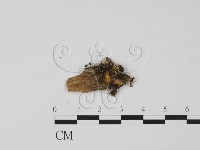 登錄號:F0001420藏品圖，第1張