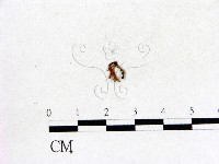 登錄號:F0001421藏品圖，第1張